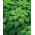 Couve - de - folhas - Halbhoher grüner krauser - 50 gramos - 15000 sementes - Brassica oleracea L. var. sabellica L.