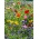 Padang rumput Flowery - pemilihan lebih daripada 40 spesies tumbuhan berbunga padang rumput - 100 gram - benih