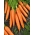 Morcov "First Harvest - Primul recoltă" - soiuri timpurii - 50 g semințe - 42500 semințe - Daucus carota ssp. sativus