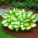 Hosta, Plantain Lily Popcorn - XL pakkaus - 50 kpl