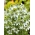 Sėjamoji juodgrūdė (Nigella sativa) - medingas augalas - 1 kg sėklų