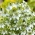 Sėjamoji juodgrūdė - medingas augalas - 100 g sėklų (Nigella sativa)