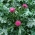 Armurariu - plantă meliferă - 1 kg semințe (Silybum marianum)