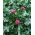 Cardo mariano - pianta mellifera - 1kg semi (Silybum marianum)
