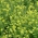 Mostarda branca 'Maryna' - 25 kg de sementes (Sinapis alba)
