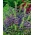 Cvijet zmajeva glava - medonosna biljka - 1 kg sjemena (Dracocephalum moldavica)
