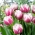 Tulip - Melrose - GIGA Pack! - 250 pcs