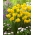 Daffodil - Golden Delicious - GIGA Pack! - 250 pcs