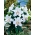 Oriental Lily - Casa Blanca - Large Pack! - 10 pcs.