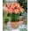 Asiatic Lily - Forever Linda - Large Pack! - 10 pcs.