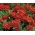 Caléndula francesa Cereza roja - 1 kg - 