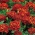 Caléndula francesa Cereza roja - 1 kg - 