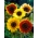 Okrasná slunečnice - Podzimní kráska - 1 kg - 