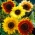 Okrasná slunečnice - Podzimní kráska - 1 kg - 