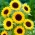 Floarea soarelui ornamentala - Henry Wilde - 100 g - 
