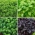 Semillas de albahaca - selección de 4 variedades - 