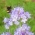 Rainfarn-Phazelie - Bienenpflanze - 1kg Samen (Phacelia tanacetifolia)