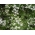 Blakinė kalendra - medingas augalas - 1 kg sėklų (Coriandrum sativum)