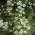 Korijandar - medonosna biljka - 1 kg sjemena (Coriandrum sativum)