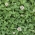 Trébol blanco 'Apolo' - 500g semillas (Trifolium repens)