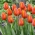 Tulipán - Worlds Friend - 5 květinových cibulek
