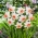 Narcis - Iwona - 5 květinových cibulek