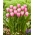 Tulpė - Argos - 5 gėlių svogūnėlių
