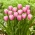 Tulipán - Argos - 5 květinových cibulek