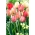 Tulpė - Silverstream - 5 gėlių svogūnėlių