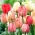 Tulpė - Silverstream - 5 gėlių svogūnėlių
