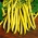 Bean and pea seeds - selection of 4 varieties