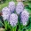 Hyacinth - Sky Jacket - GIGA Pack! - 150 pcs.