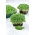 Microgreens - Alfalfa - daun muda dengan rasa yang luar biasa - Medicago sativa - benih