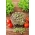 Microgreens - Rød Mizuna - unge blade med unik smag (Brassica rapa var. japonica)