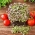 Microgreens - Punainen Mizuna - Nuoria lehtiä, joilla on ainutlaatuinen maku (Brassica rapa var. japonica)