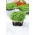 Microgreens - zaļais mizuna - jaunas lapas ar unikālu garšu - 100 g sēklas (Brassica rapa var. nipposinica)