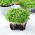 Microgreens - Mizuna verde - folhas jovens com sabor único - 100g de sementes (Brassica rapa var. nipposinica)