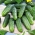 Zucchine (zucchine) e semi di cetriolo - selezione di 4 varietà - 