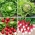 Retiisin ja salaatin siemenet - valikoima 4 lajiketta - 