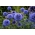 Cardo-azul - planta melífera - 1 kg de sementes (Echinops)