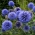 Cardo-azul - planta melífera - 1 kg de sementes (Echinops)