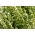 Segurelha - planta melífera - 1 kg de sementes (Satureja hortensis)