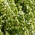Daržinis dašis - medingas augalas - 1 kg sėklų (Satureja hortensis)