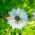 Sortkommen (Nigella sativa) - honningplante - 1 kg frø