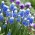 Grape Hyacinth - Auchera - Muscari Mount Hood - GIGA Pack! - 250 pcs