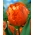 Tulipán - Orange Favourite - Giga csomag - 250 db