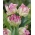 Tulip - Webers Parrot - GIGA Pack! - 250 pcs