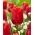 Tulipán - Red Jimmy - Giga csomag - 250 db