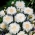 Korenbloem - wit - zaden (Centaurea cyanus)