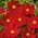 Divplūksnu kosmeja 'Sensation' - zemā šķirne - sarkanā - sēklas (Cosmos bipinnatus)